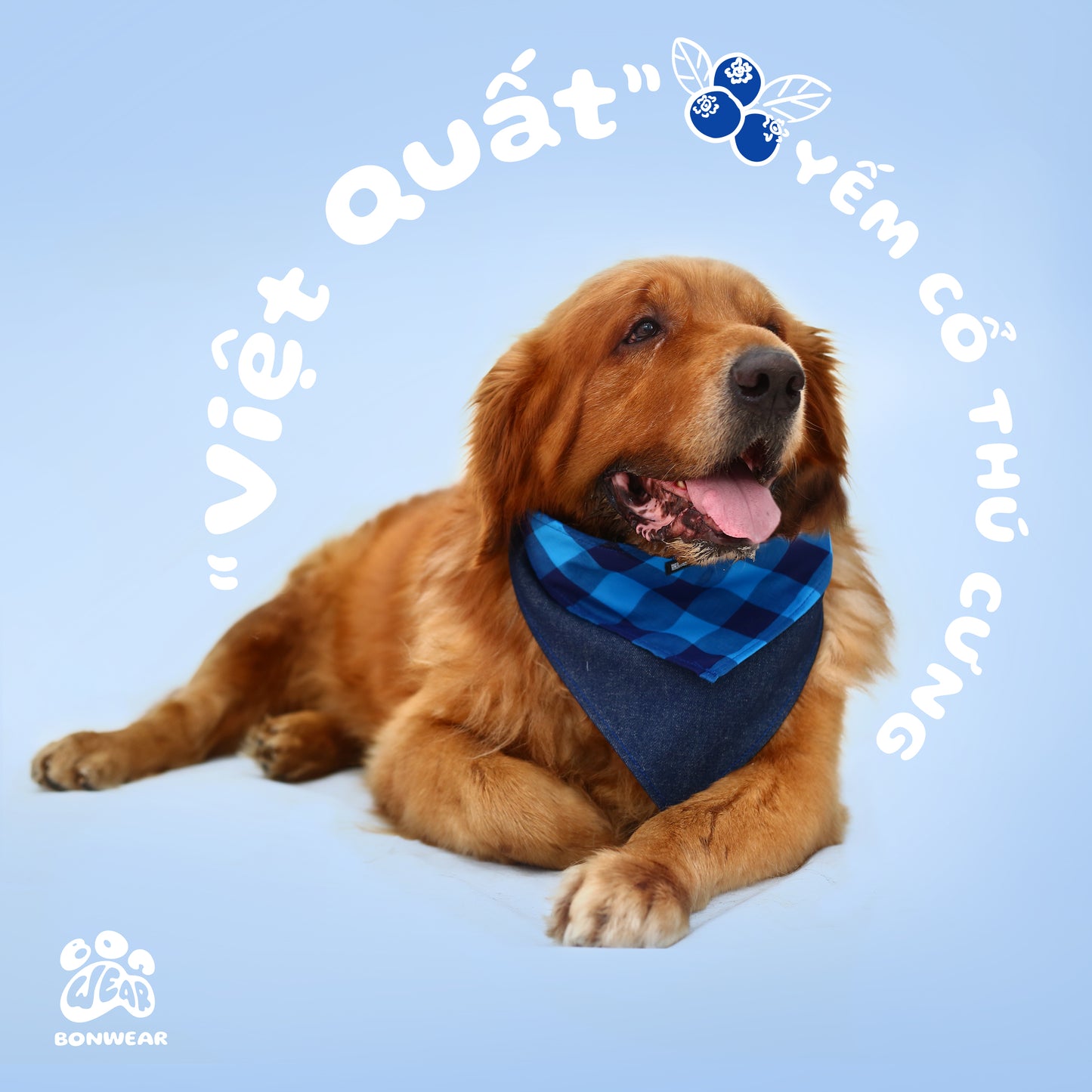 BANDANA BLUEBERRY (VIỆT QUẤT)